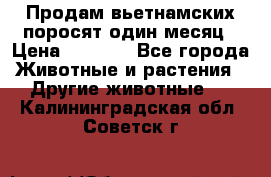 Продам вьетнамских поросят,один месяц › Цена ­ 3 000 - Все города Животные и растения » Другие животные   . Калининградская обл.,Советск г.